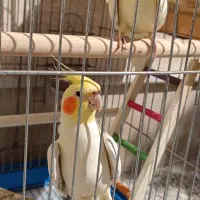 عروس هلندی مولد|پرنده|نورآباد, |دیوار