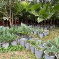 سیکاس ، یوکا ، آگاو ، پالم فیلیفرا|گل و گیاه طبیعی|تهران,  امام زاده قاسم (نیاوران)|دیوار