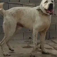 آلابای/سگ /گله ای /نگهبانی/م