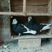 کفتر کاشان