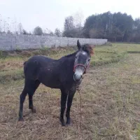 اسب|اسب و تجهیزات اسب‌سواری|تولم شهر, |دیوار