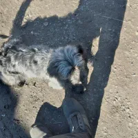 سگ میکس اشپیتزوکروز