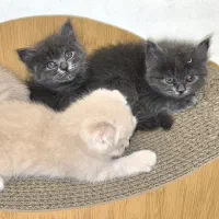 بچه گربه بریتیش لانگ هیر بلو