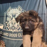 ژرمن شیپرد ایران /آلمان دوبرمن اروپایی چرمی