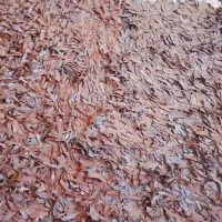 فرش|فرش|ایلام, |دیوار