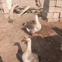 حیوانات مزرعه