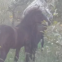 کره اسب|اسب و تجهیزات اسب‌سواری|نیشابور, تیپ زرهی ۲۱  امام رضا (ع)|دیوار