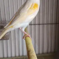 قناری موزاییکی جوان|پرنده|اردبیل, |دیوار