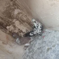 کفتر|پرنده|قم, نیروگاه|دیوار