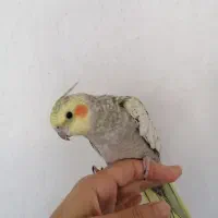 فروش عروس هلندی گلباقالی