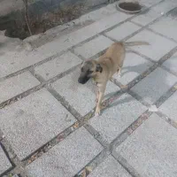 توله سگ سرابی ماده3ماهه