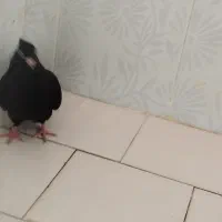 زاغ چشم نک سفید عروسک نوک ریز|پرنده|دهدشت, |دیوار