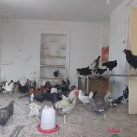 مرغ گلین|حیوانات مزرعه|مشهد, کارده|دیوار