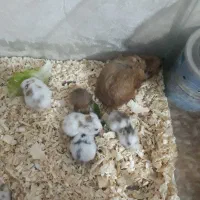 همستر خانگی|موش و خرگوش|قدس, شهرقدس|دیوار