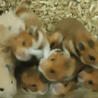 فروش همستر کمپل|موش و خرگوش|علی‌آباد کتول, |دیوار