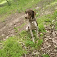 سگ دمبالانی