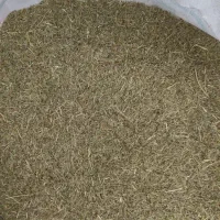 زیره سبز (کرابیه)