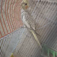 عروس هلندی زیبا|پرنده|فرخ‌شهر, |دیوار