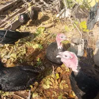 بوقلمون خانگی ارگانیک|حیوانات مزرعه|پیشوا, |دیوار