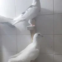 ۷تاگرقتنی|پرنده|شیراز, دارالرحمه|دیوار