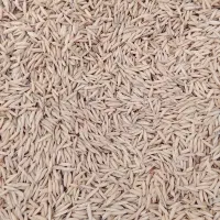 جو هاشمی به مقدار سیصد کیلو اصلاح شده