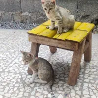 بچه گربه