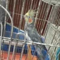 یک جفت عروس هلندی تازه جفت خوردن