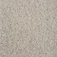 سرلاشه طارم هاشمی کشت فریدونکنار