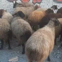 میش بره دار و آبستن|حیوانات مزرعه|جوادآباد, |دیوار