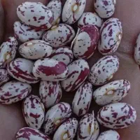 لوبیا چیتی|خوردنی و آشامیدنی|آباده, |دیوار