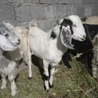 فروش فوری کهره نر|حیوانات مزرعه|جیرفت, |دیوار