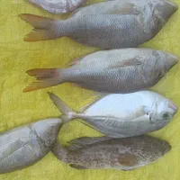 انواع ماهی|ماهی|بندر کنگان, |دیوار