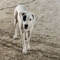 سگ داگو اصیل شناسنامه دار