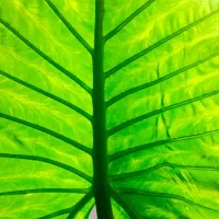 گل بابا ادم نژاد حاره ای برگ پهن( جاینت )|گل و گیاه طبیعی|نوشهر, |دیوار