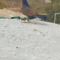 پرنده|پرنده|آبگرم, |دیوار