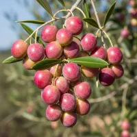 نهال زیتون درجه یک  تخفیف ویژه و ارسال رایگان