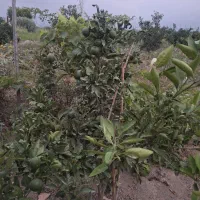 فروش-زمین-باغی