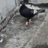 کفتر زرقان|پرنده|شیراز, بازار|دیوار