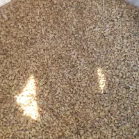 گندم|خوردنی و آشامیدنی|بوژگان, |دیوار