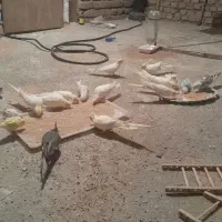 عروس هلندی|پرنده|زیرکوه, |دیوار