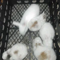 خرگوش نی نی|موش و خرگوش|برازجان, |دیوار