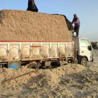 کاه علوفه نیشکر باگاس(جدید)|حیوانات مزرعه|مرودشت, ثبت احوال|دیوار