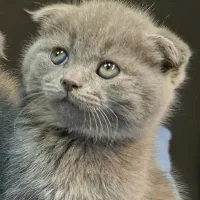 بچه گربه اسکاتیش نر|گربه|تهران, تهرانسر مرکزی|دیوار