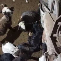 19 راس کره نر