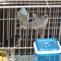 فنچ زبرا مولد