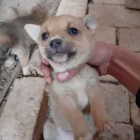 فروش توله سگ اشپیز|سگ|یزد, |دیوار