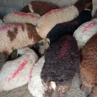 بره و میش|حیوانات مزرعه|جلگه زوزن, |دیوار