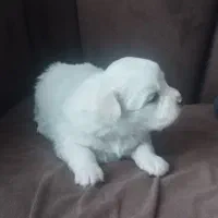 سگ پاکوتاه شیتزو زیبا