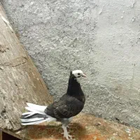 گفتر گره کوک درجایی|پرنده|میناب, |دیوار