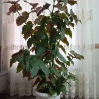 گل عروس طبیعی بزرگ